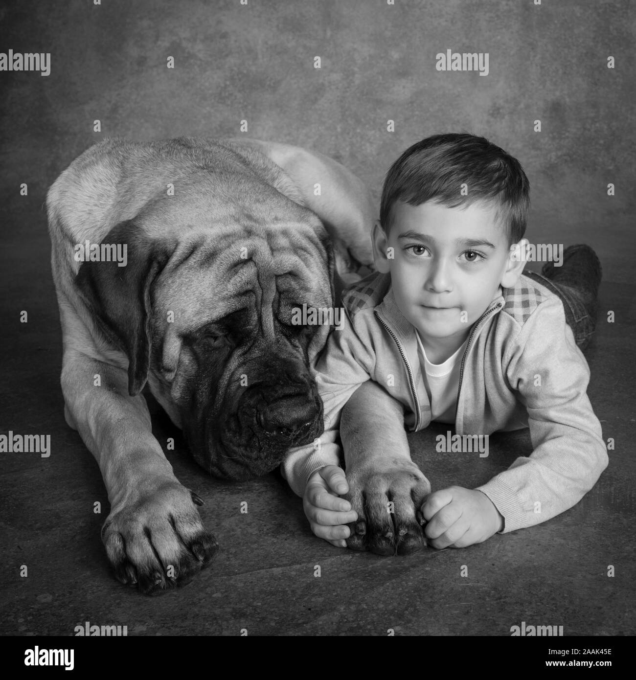 Ritratto in studio di boy e il mastino Foto Stock