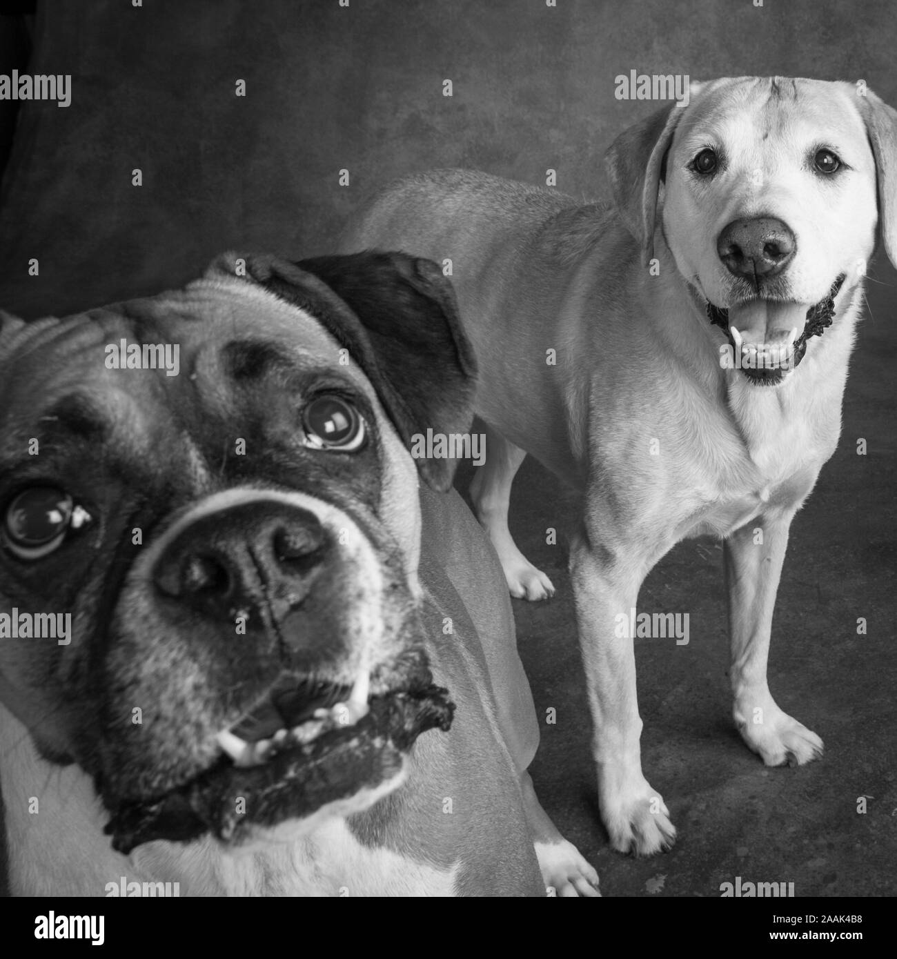 Ritratto in studio dei Boxer e Golden Retriever mix di laboratorio Foto Stock