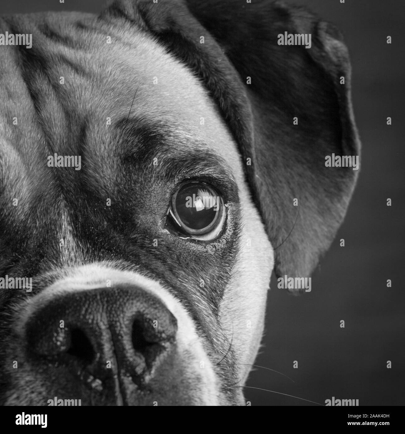 Ritratto in studio di cane Boxer Foto Stock