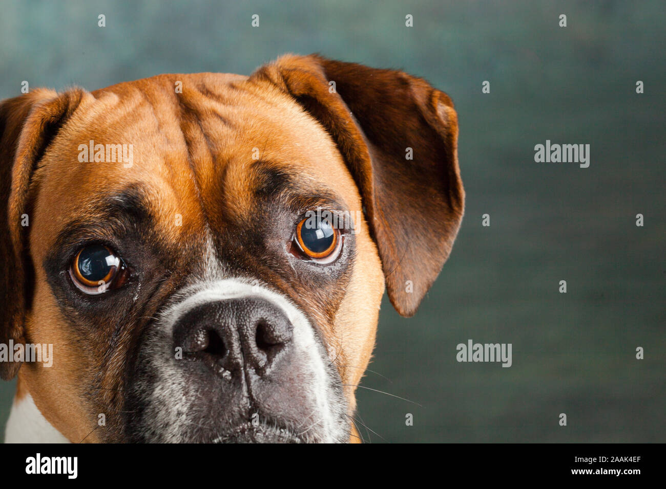 Ritratto in studio di cane Boxer Foto Stock