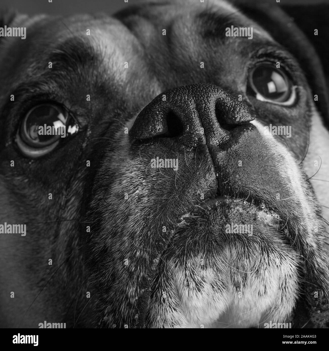 Ritratto in studio di cane Boxer Foto Stock