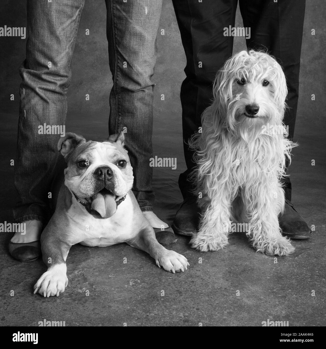 I cani che giace a piedi i proprietari Foto Stock