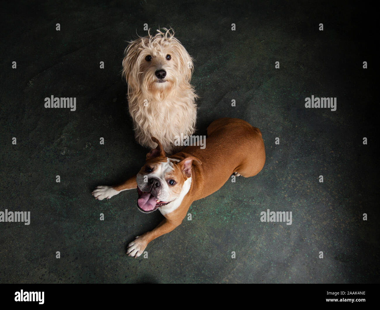 Ritratto di Mini e Goldendoodle Bulldog inglese Foto Stock