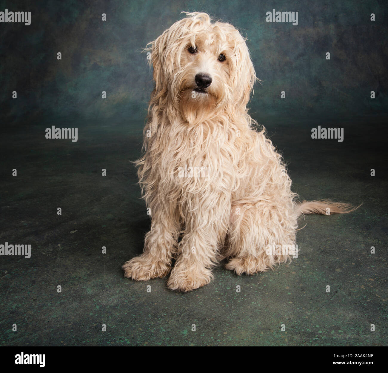 Ritratto di Mini Goldendoodle Foto Stock