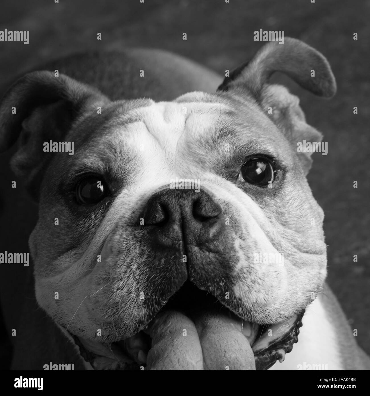 Ritratto di Bulldog inglese Foto Stock