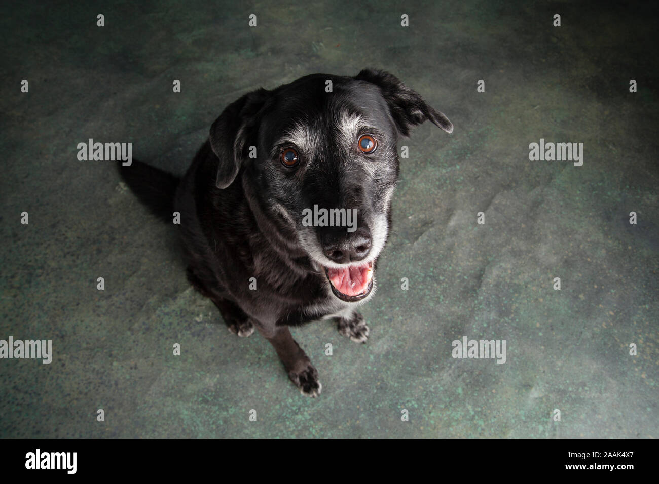 Ritratto di Golden Retriever Lab Mix cane Foto Stock