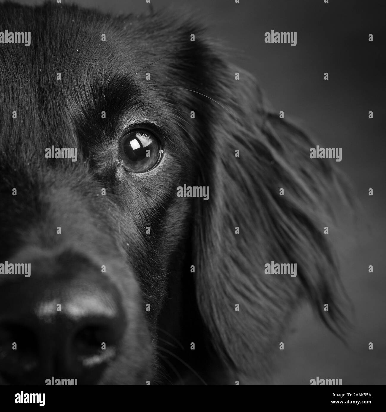 Close-up di razza cane Foto Stock