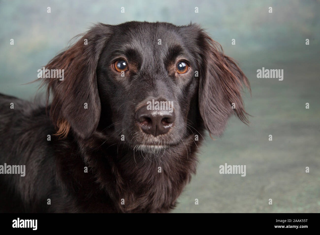 Ritratto in studio di razza cane Foto Stock