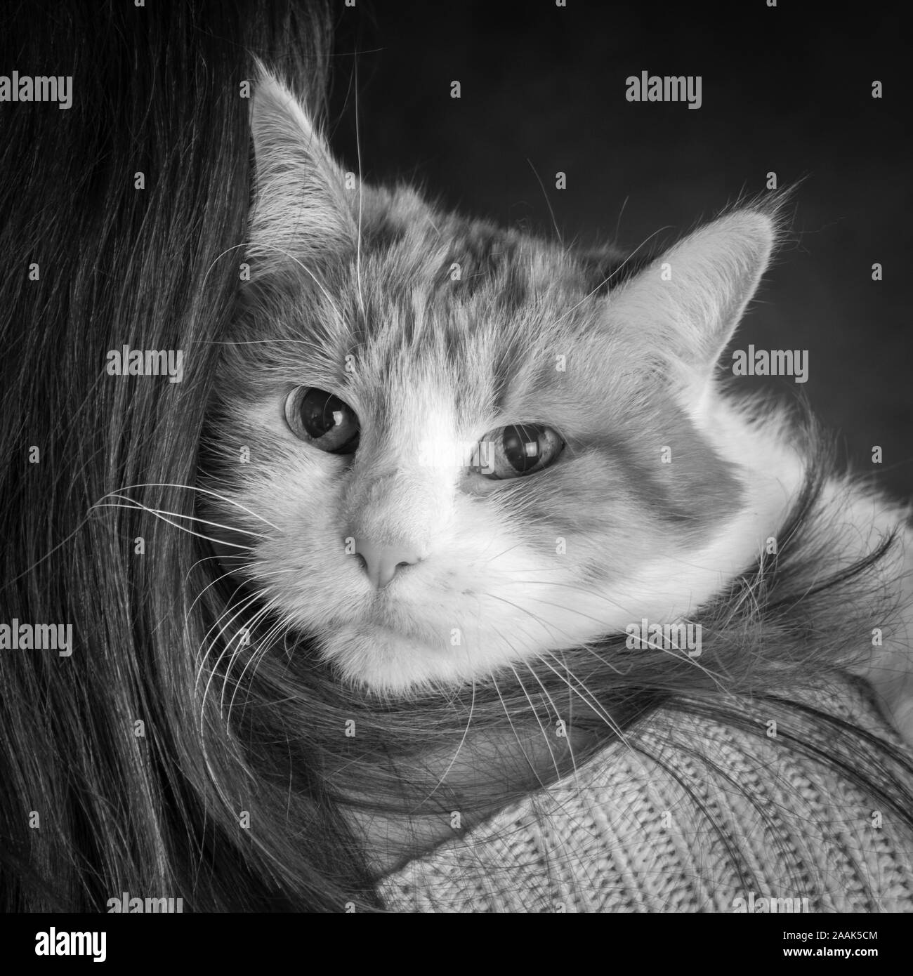 Close-up di gatto su alle spalle della donna Foto Stock