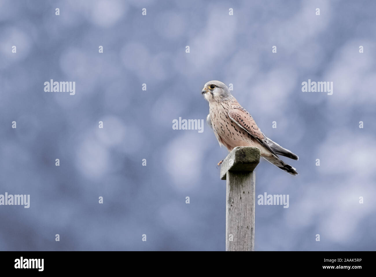Comune di gheppio (Falco tinnunculus) appollaiate su un palo di legno in natura e blu sullo sfondo bokeh di fondo Foto Stock