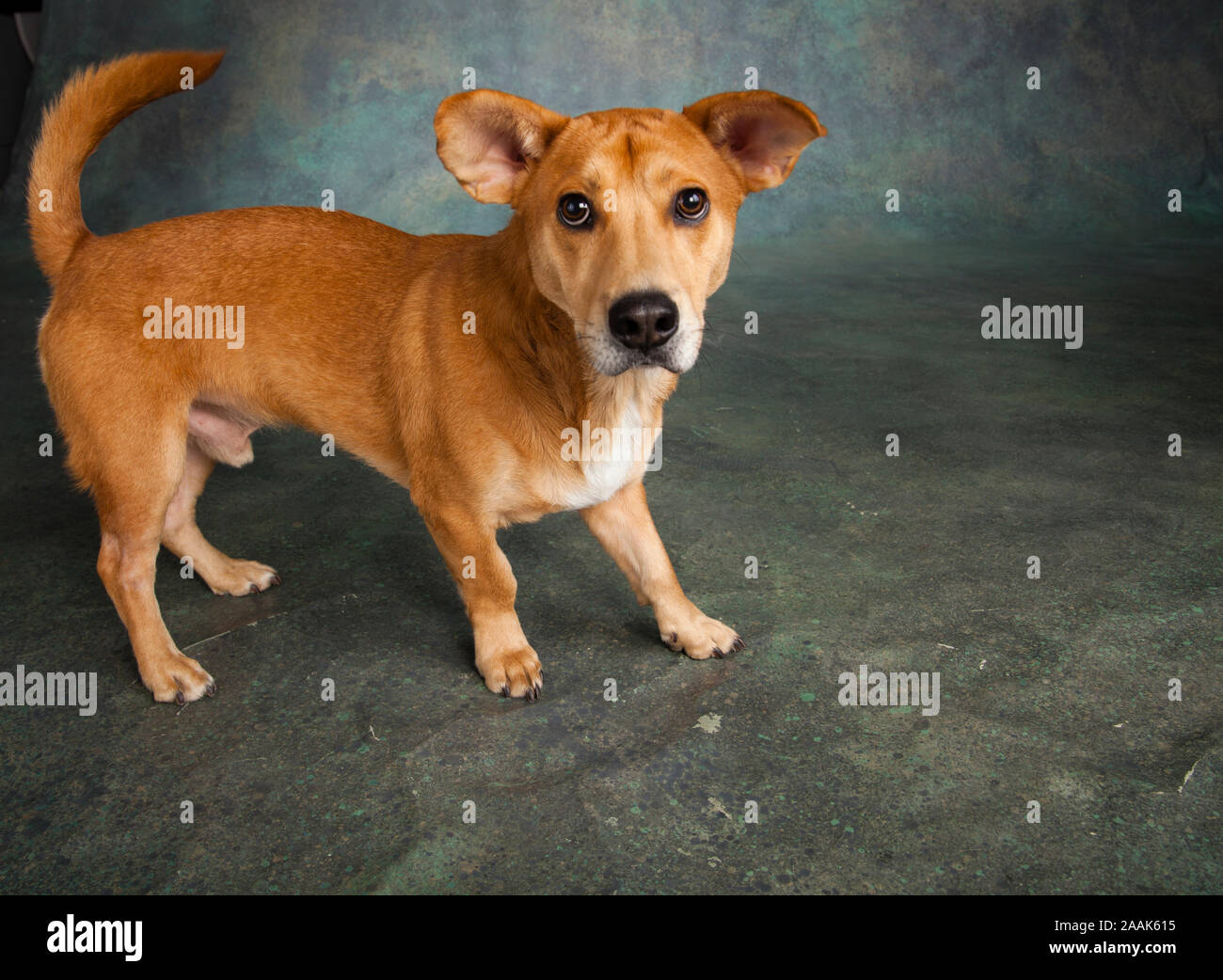 Ritratto di Westie Lab cane misti Foto Stock