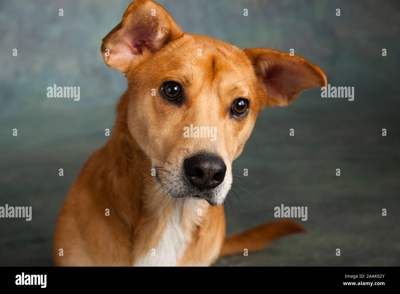 Ritratto di Westie Lab cane misti Foto Stock