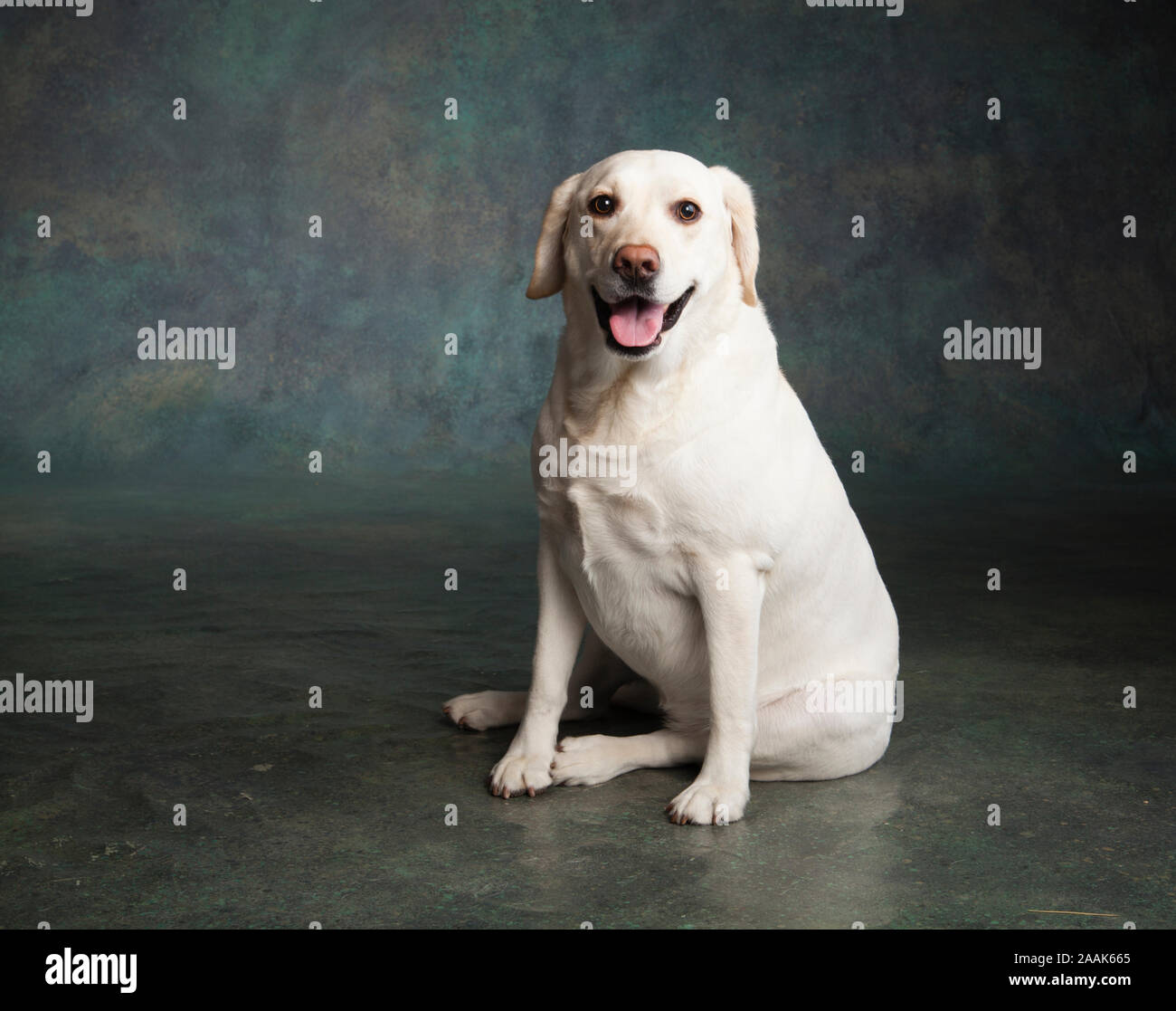 Ritratto di Labrador Foto Stock