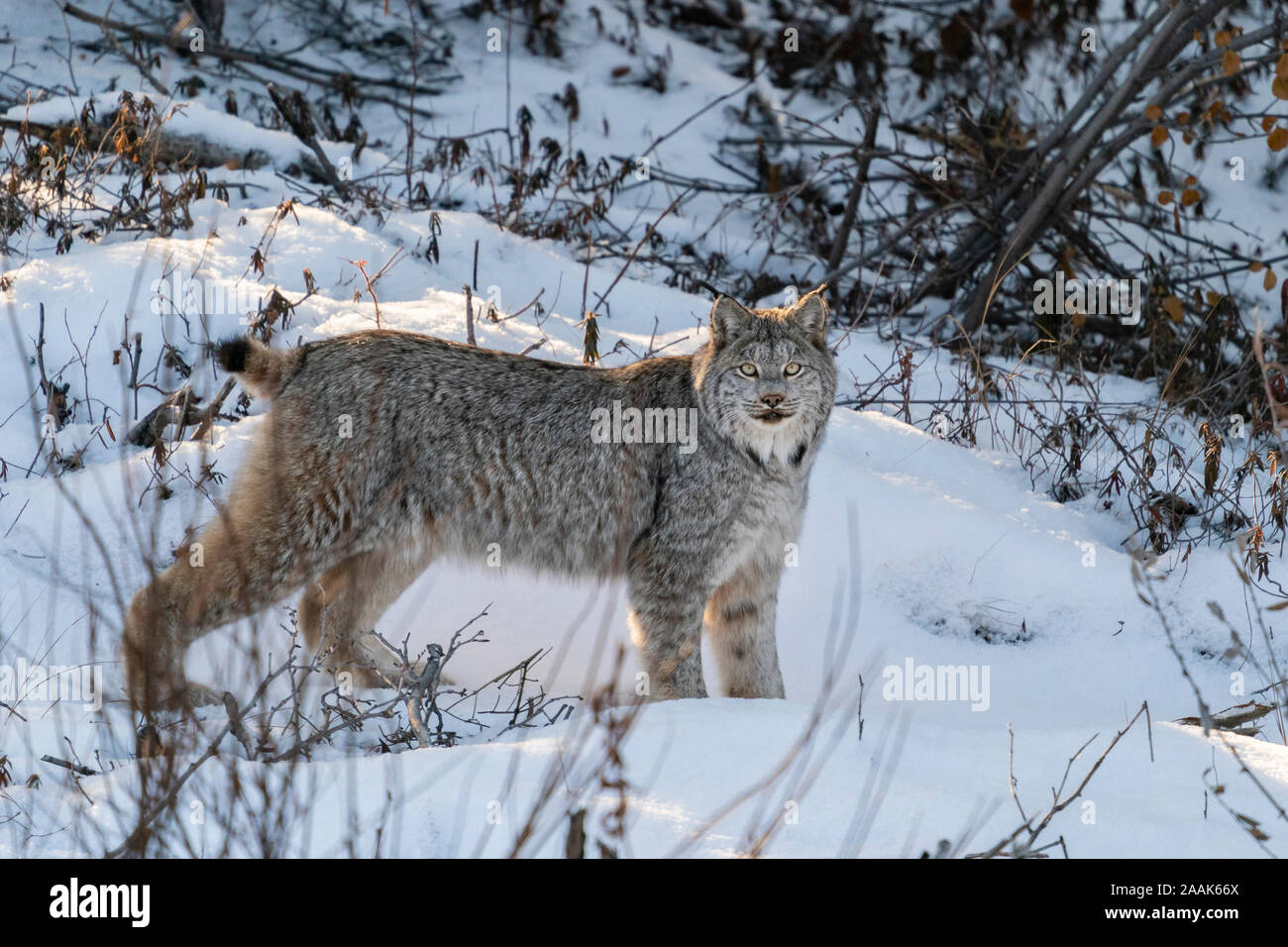 Canada (Lynx Lynx canadensis) nel Parco Nazionale Kluane in Yukon Territory, Canada. Foto Stock