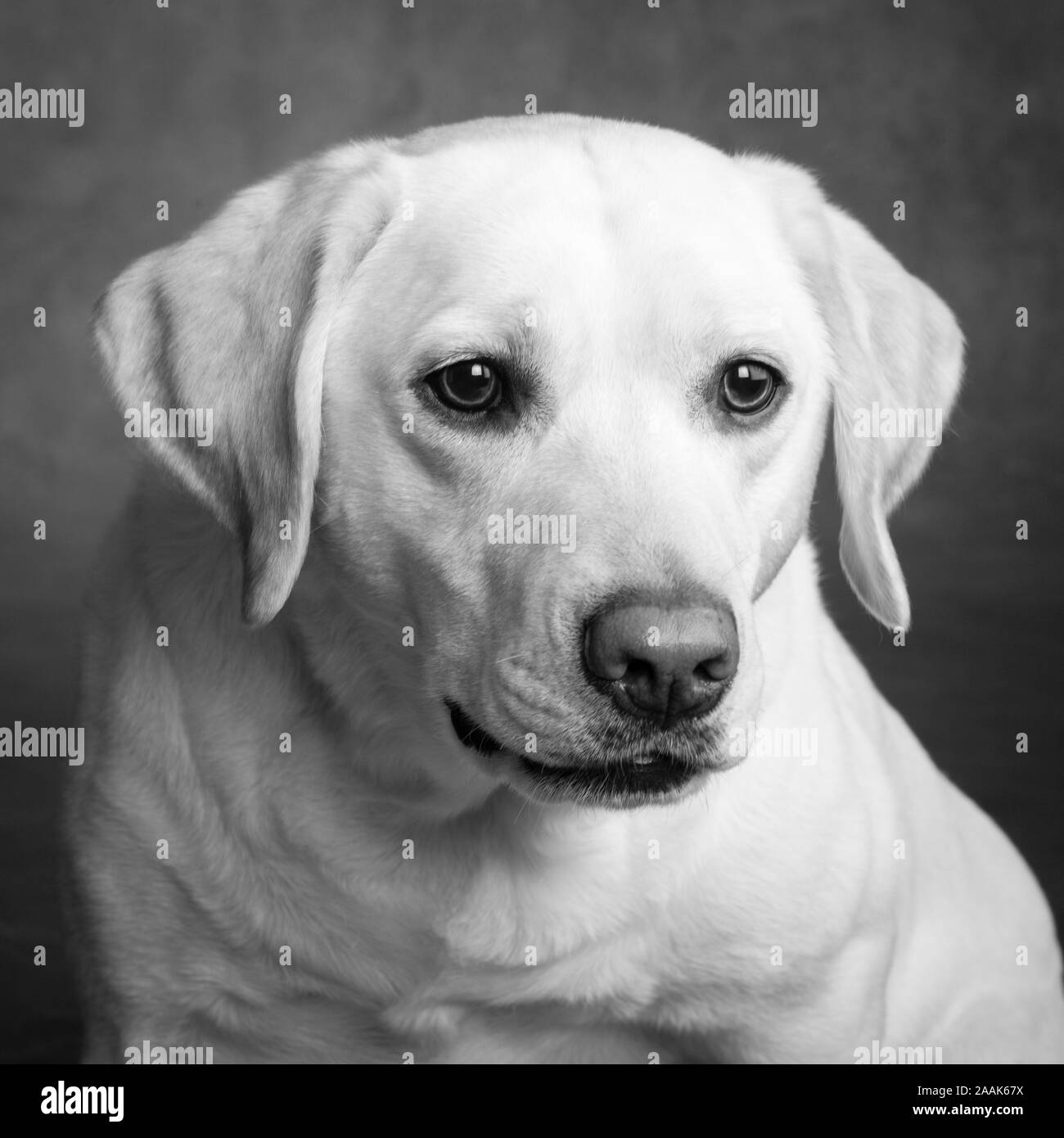 Ritratto di Labrador Foto Stock