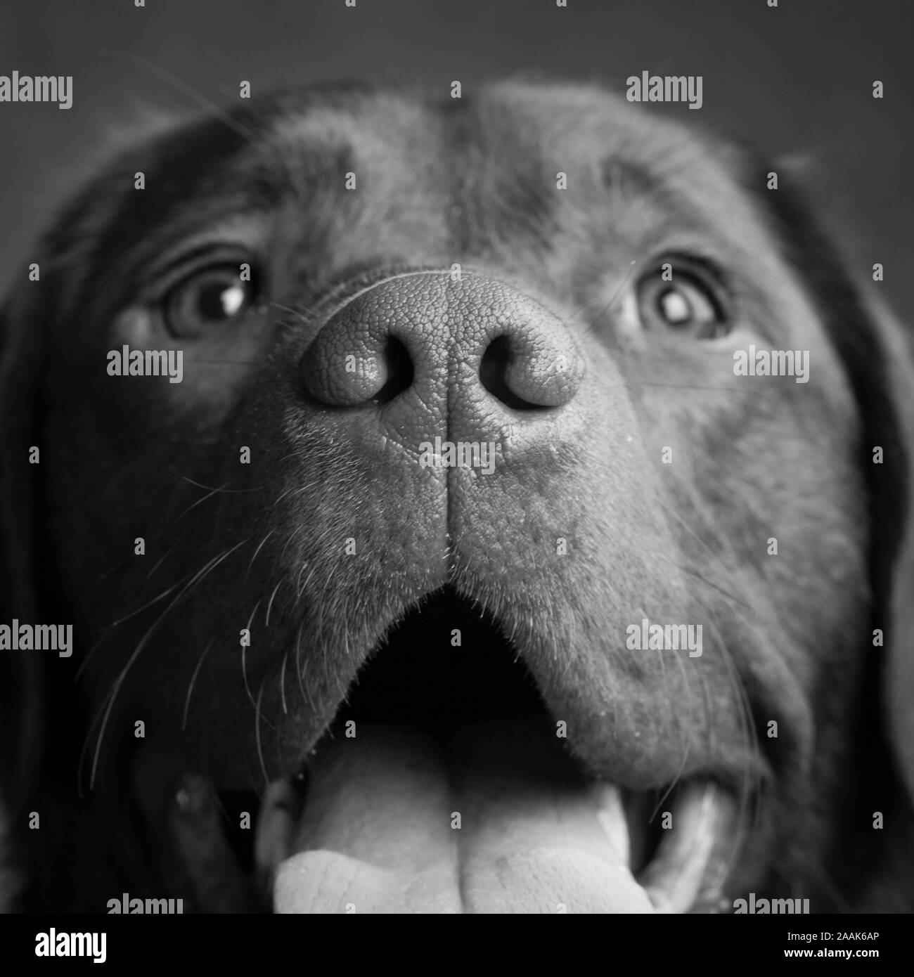 Ritratto di cioccolato Labrador spuntavano lingua Foto Stock