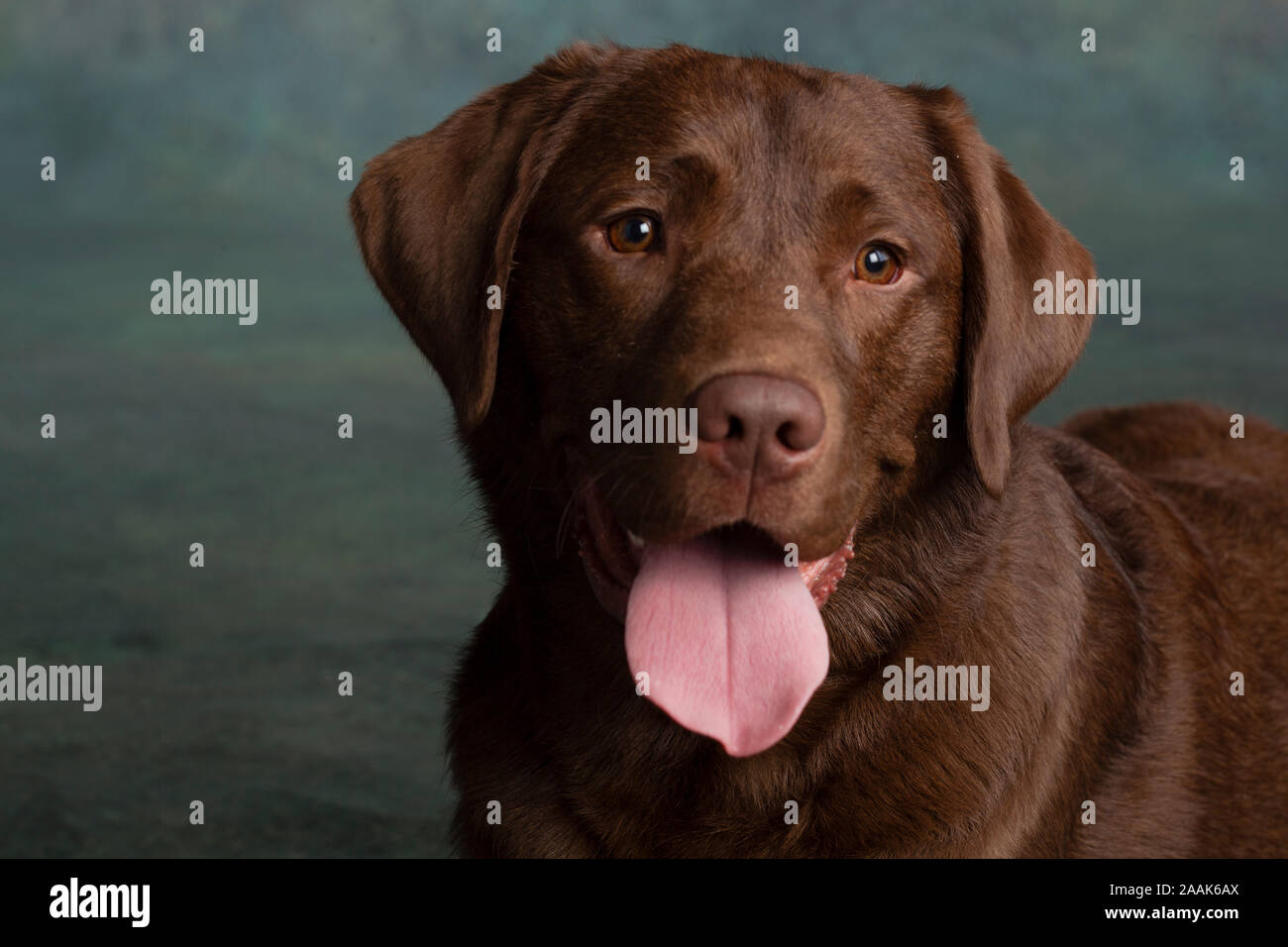 Ritratto di cioccolato Labrador spuntavano lingua Foto Stock