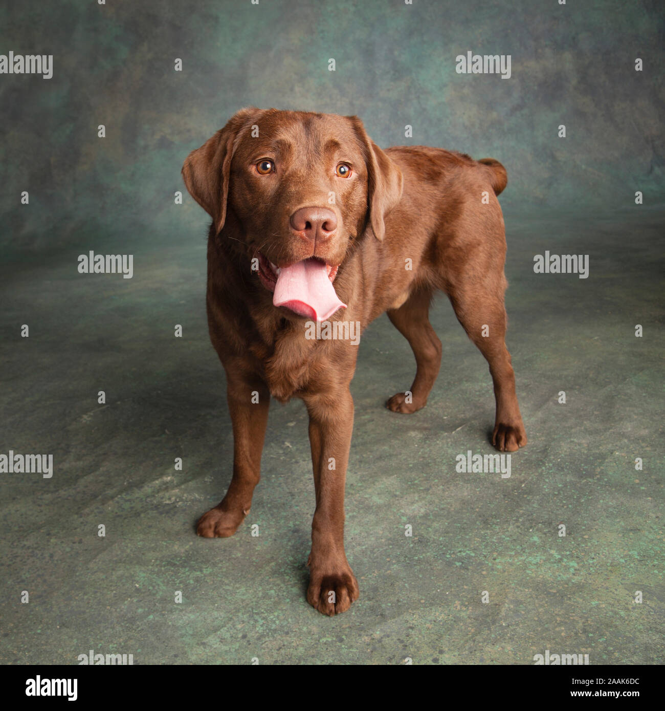 Ritratto di cioccolato Labrador spuntavano lingua Foto Stock