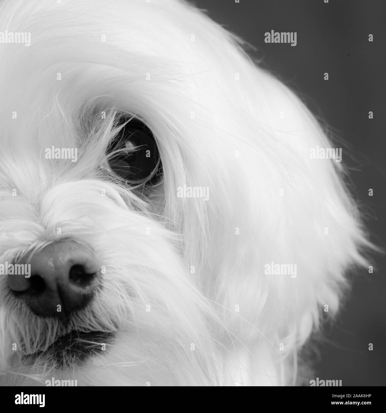Ritratto di un cane Maltese Foto Stock