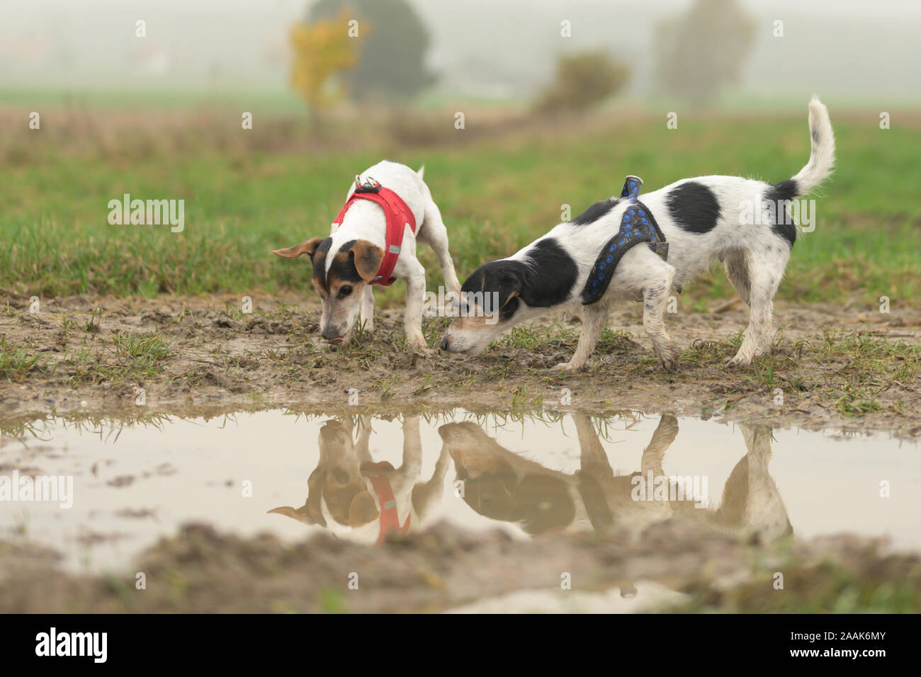 Due carino piccolo Jack Russell Terrier cani 13 e 10 anni si riflettono in una pozza d'acqua. I segugi snuffle sul pavimento di erba Foto Stock
