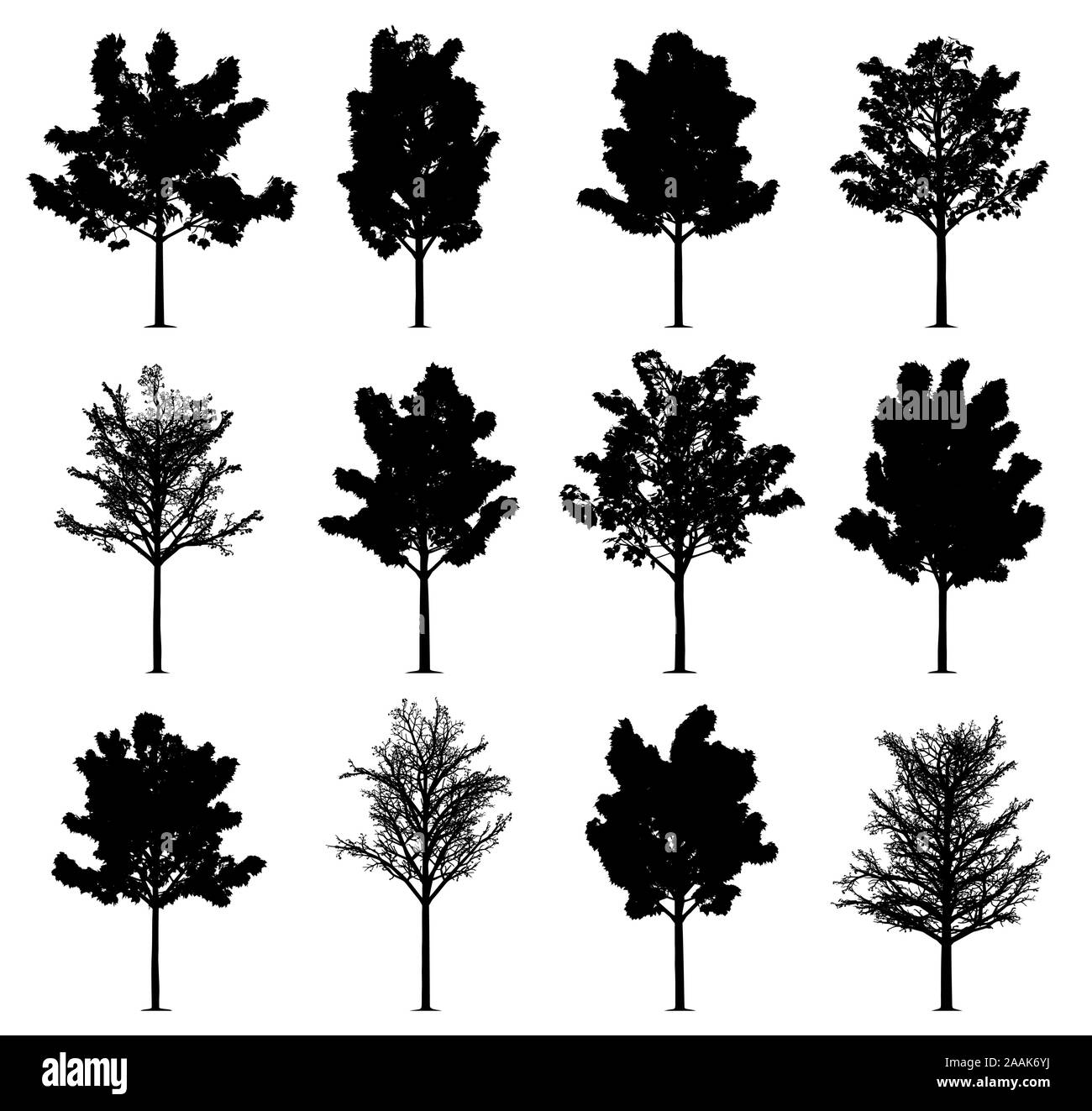 Albero di acero sagome isolati su sfondo bianco. Raccolta di 12 alberi di acero. Illustrazione Vettoriale