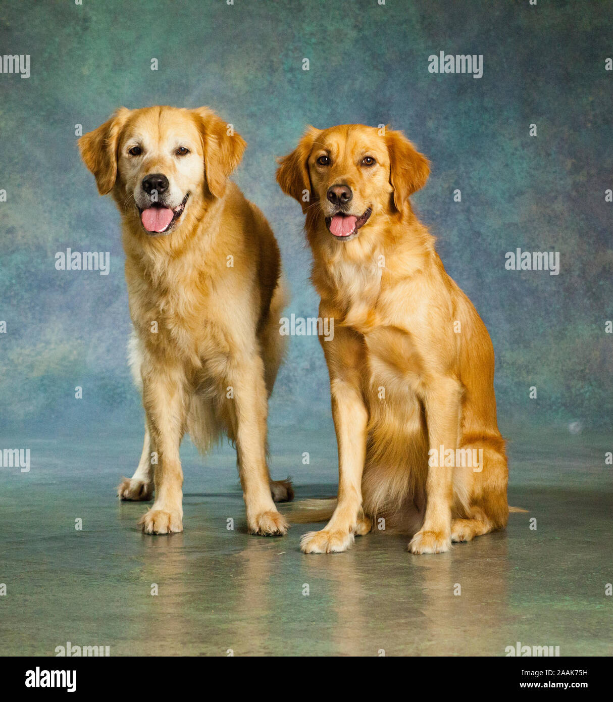 Ritratto di golden retriever Foto Stock