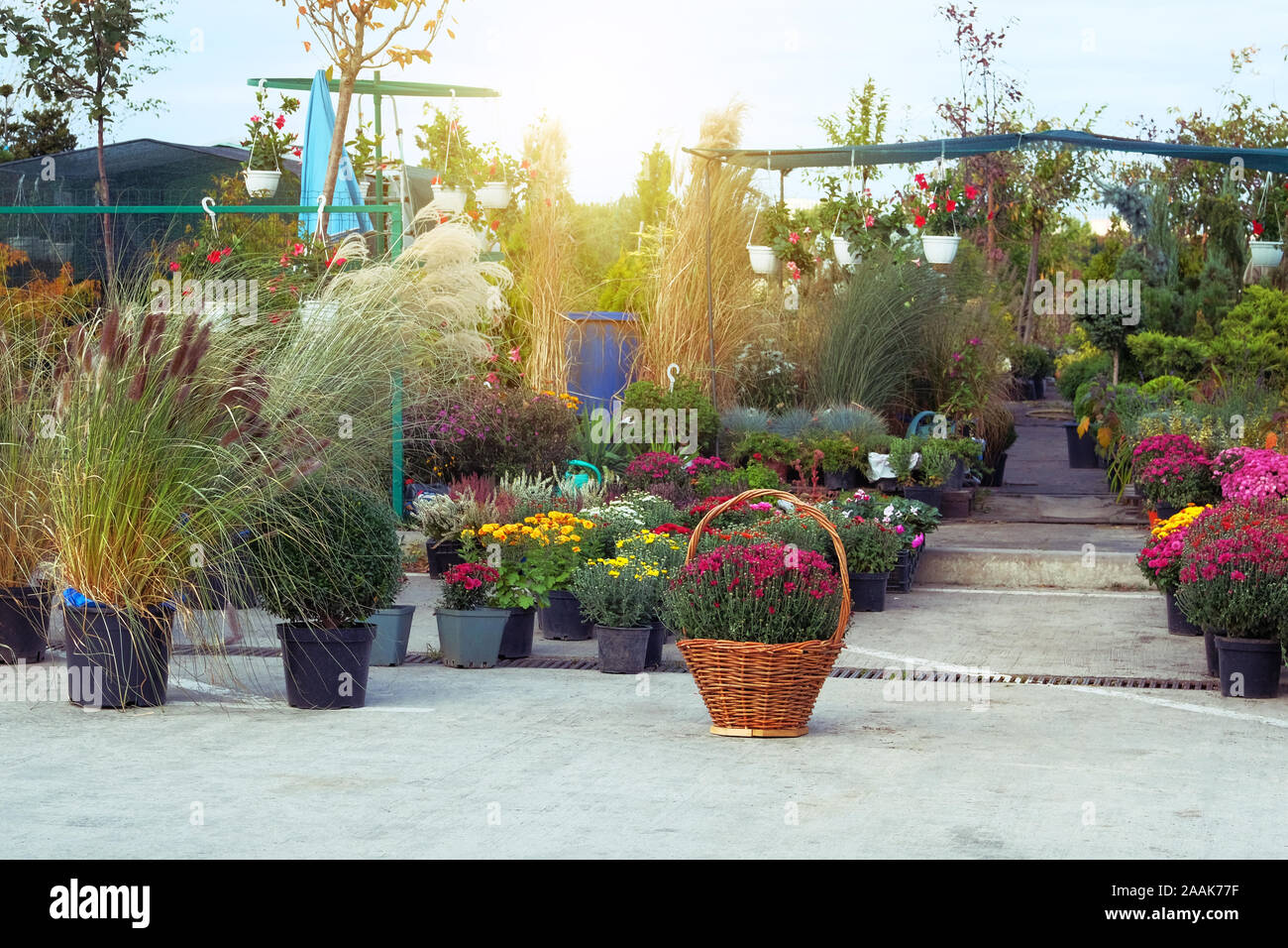 Decorative piante in vaso sono in vendita. Negozio giardino con fiori. Boccole con hrysanthemums e fiori in vaso in giardino negozio. Consegna di fiori a domicilio. Foto Stock