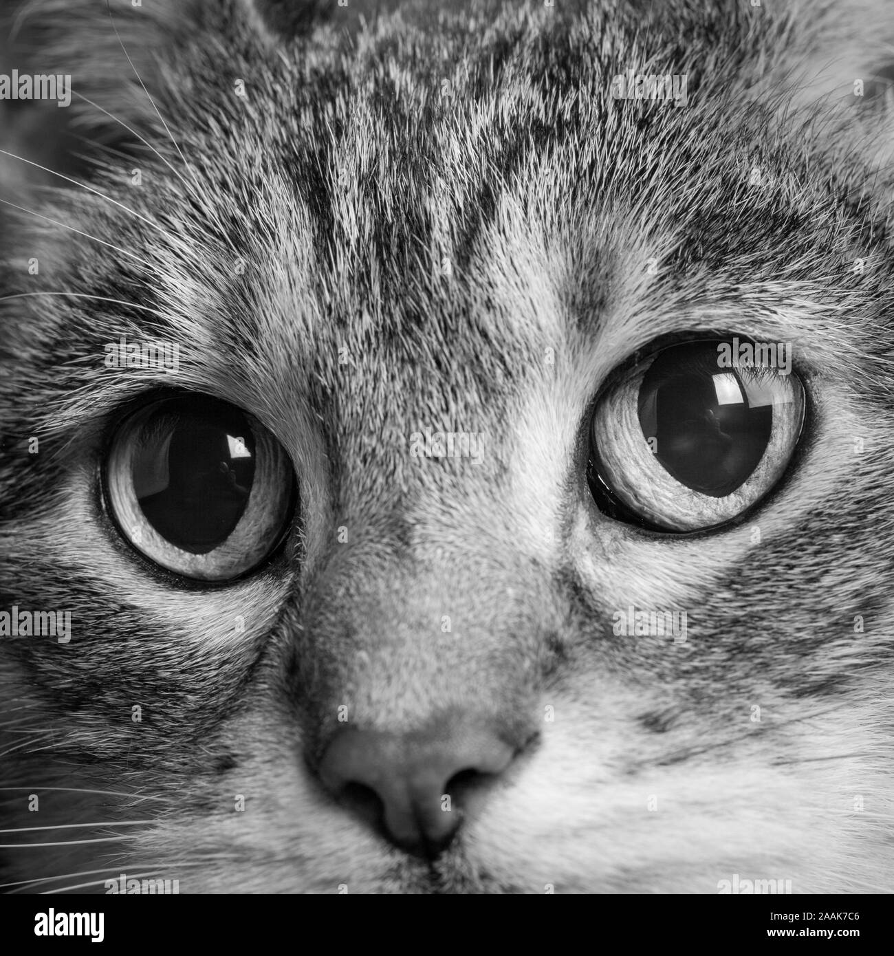 Close-up di Tabby gatti occhi Foto Stock