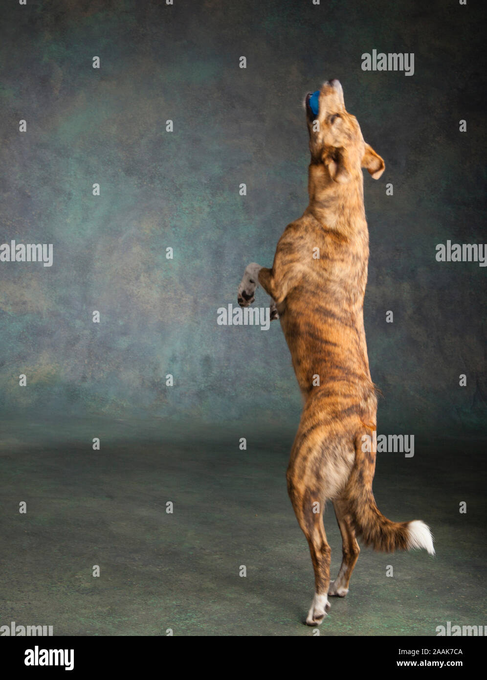 Studio shot del greyhound mix Collie cane giocando con sfera Foto Stock