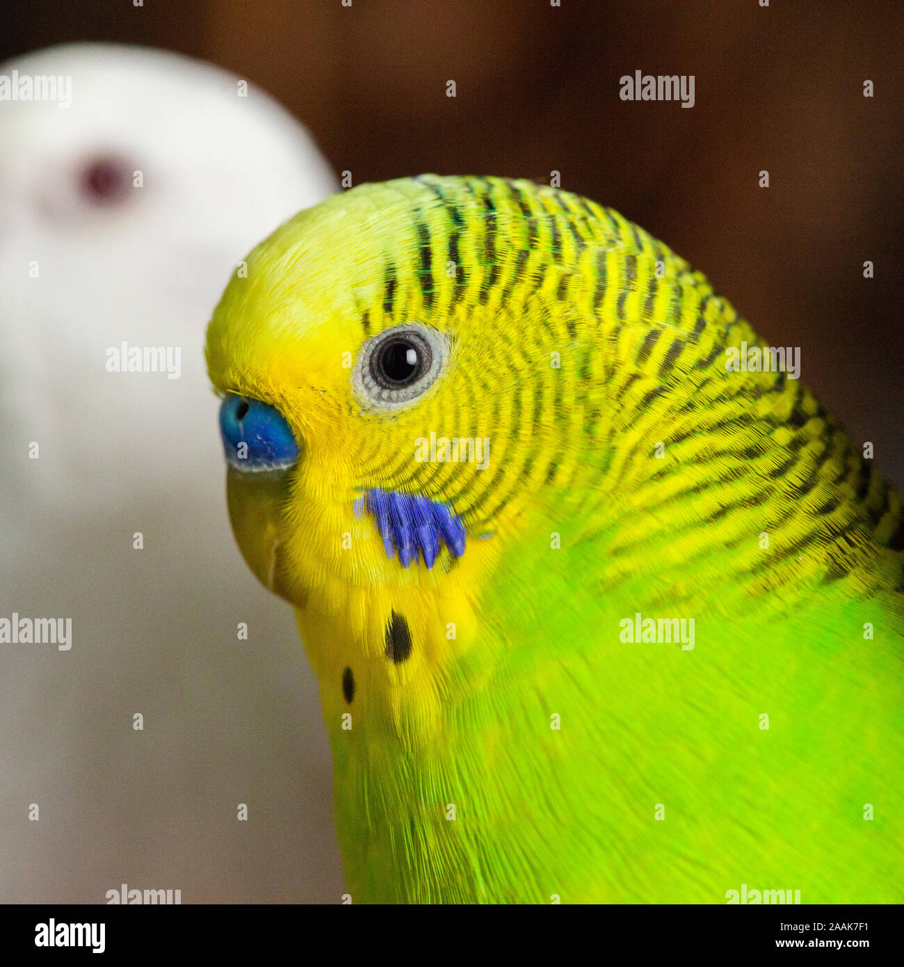 Studio shot di Budgerigar Foto Stock