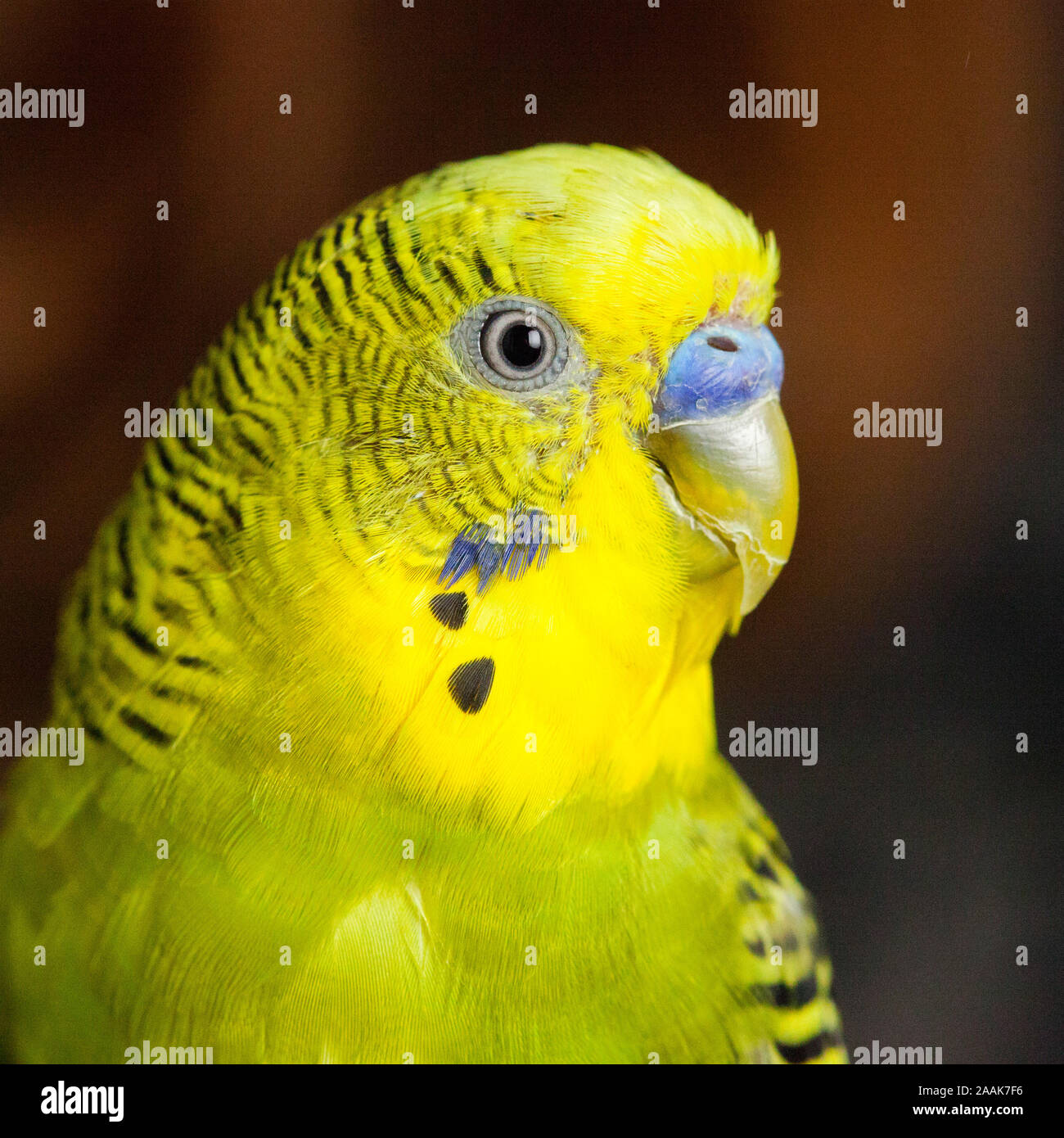 Studio shot di Budgerigar Foto Stock