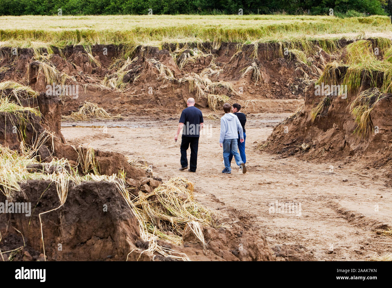 Distruzione del raccolto. Sabato 18 Luglio 2009 settanta millimetri di pioggia caduta oltre il nord est REGNO UNITO sul già saturo di massa. Il fiume di burst di usura il suo ba Foto Stock