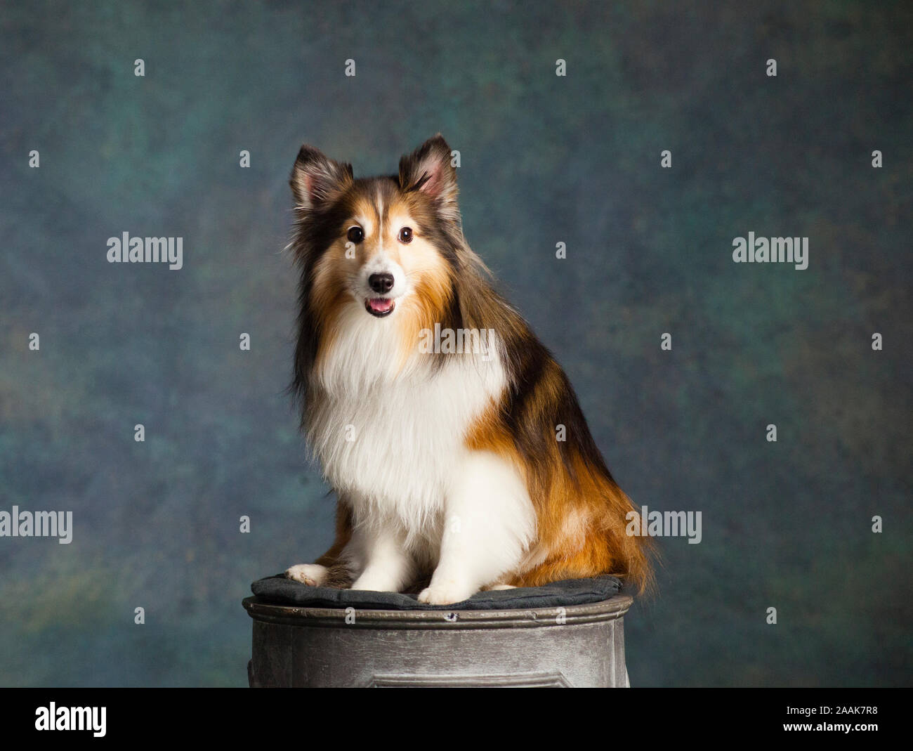 Ritratto in studio delle Shetland Sheepdog Foto Stock