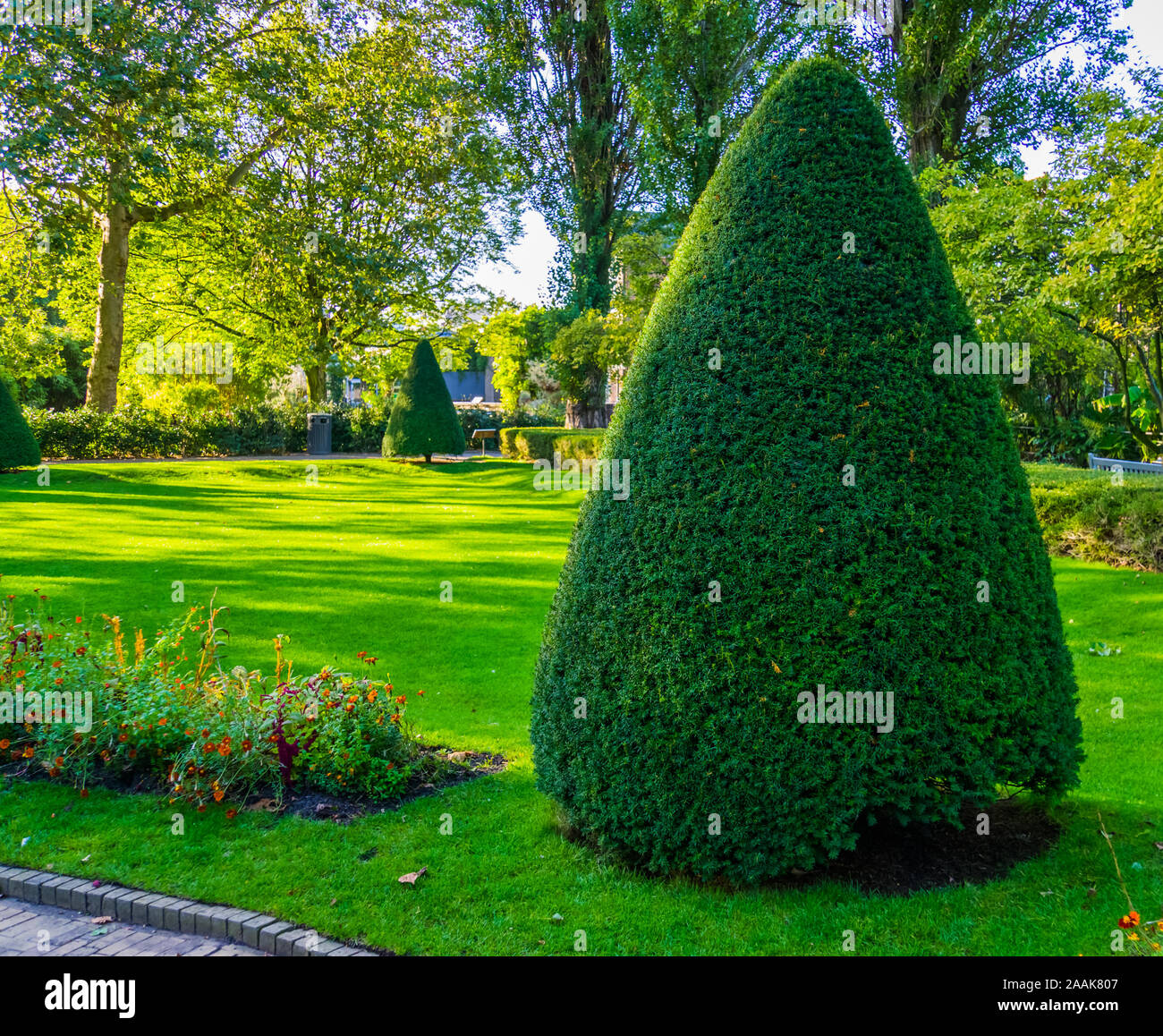 La potatura di fresco conifera albero in un bellissimo giardino, il giardinaggio e la manutenzione, la potatura di arte Foto Stock