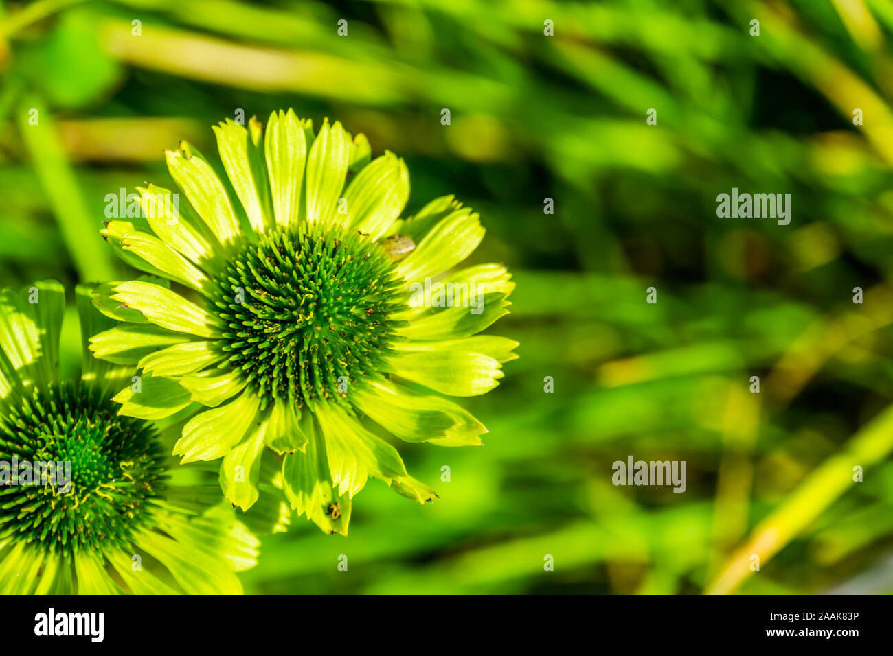 Vista dettagliata del gioiello verde fiori di mais, specie coltivata, sullo sfondo della natura Foto Stock