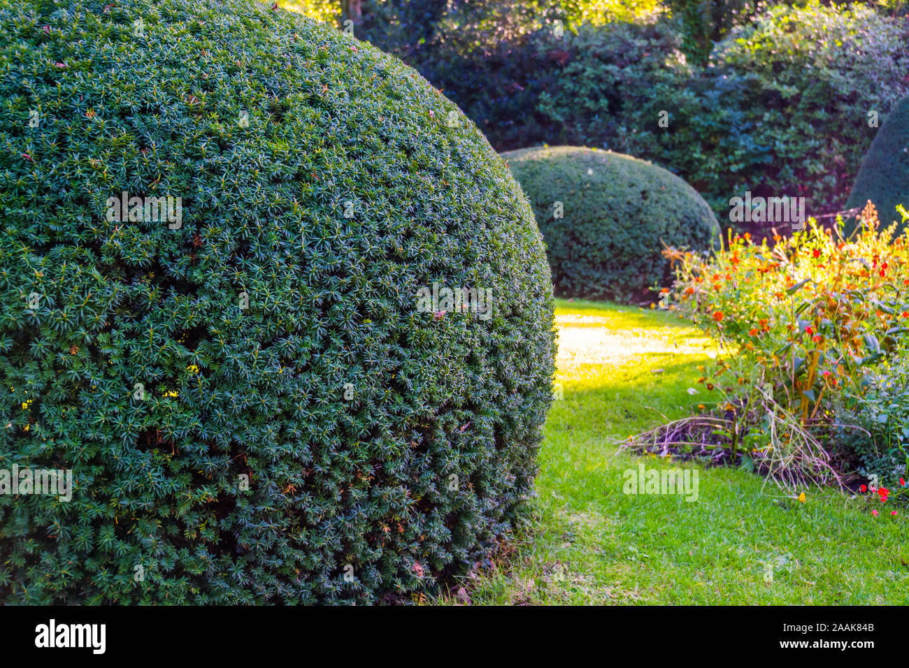 La potatura di fresco conifera albero in primo piano, il giardinaggio e la manutenzione, la potatura di arte, sullo sfondo del giardino Foto Stock