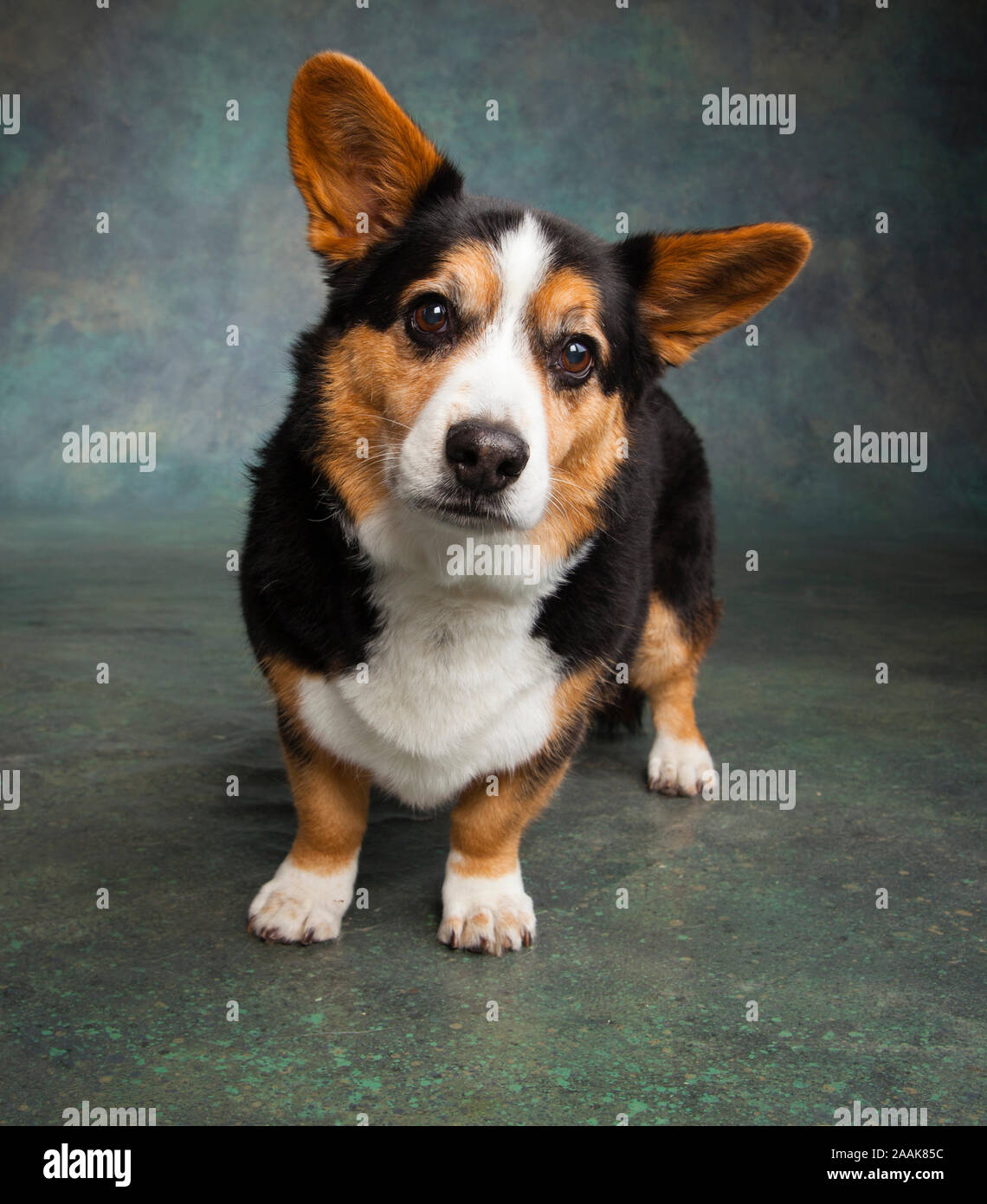 Ritratto di Corgi Foto Stock