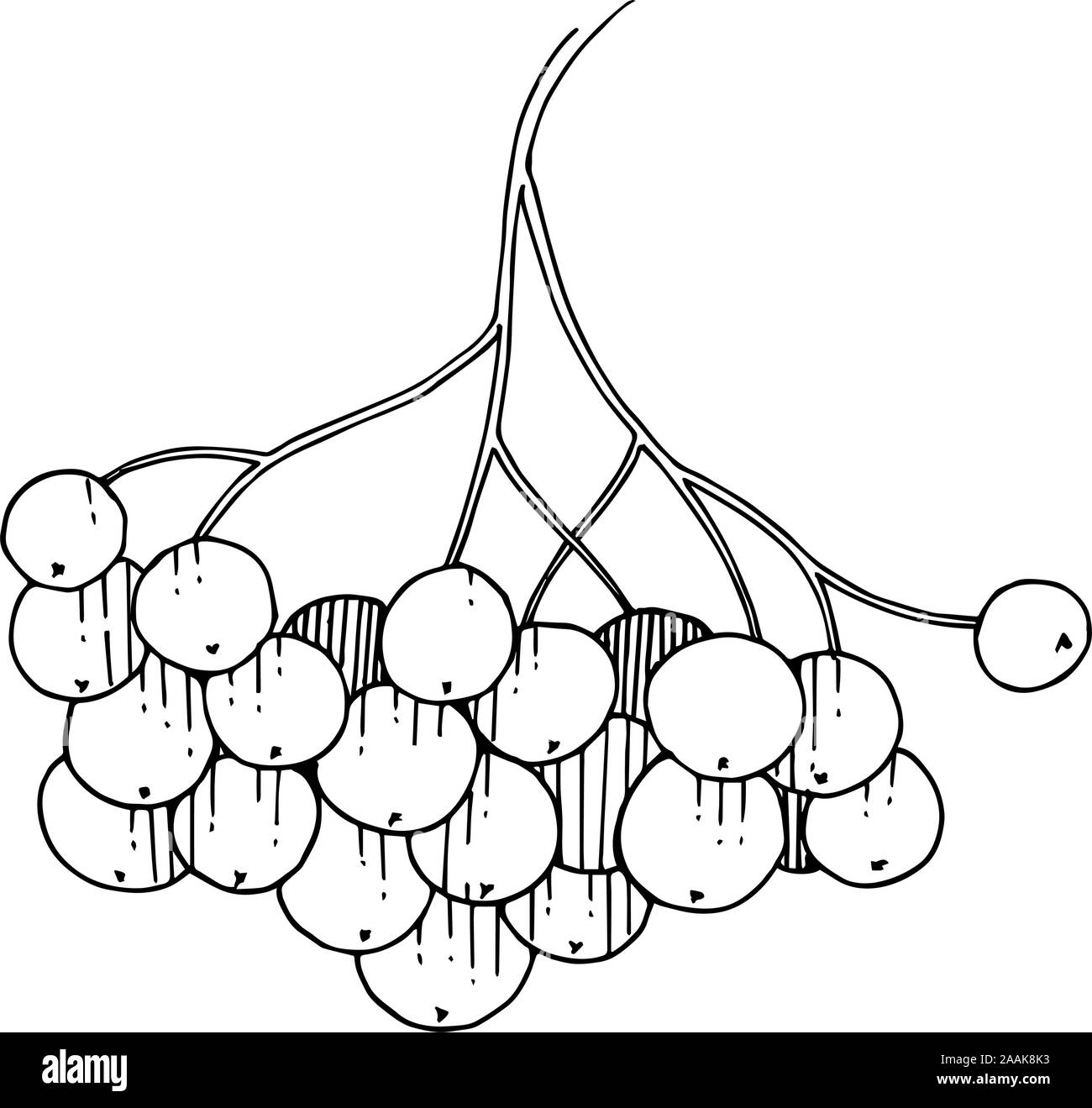 Vector Sorbus succursale con berry. Bianco e nero inchiostro inciso art. Isolato rowan illustrazione elemento. Illustrazione Vettoriale