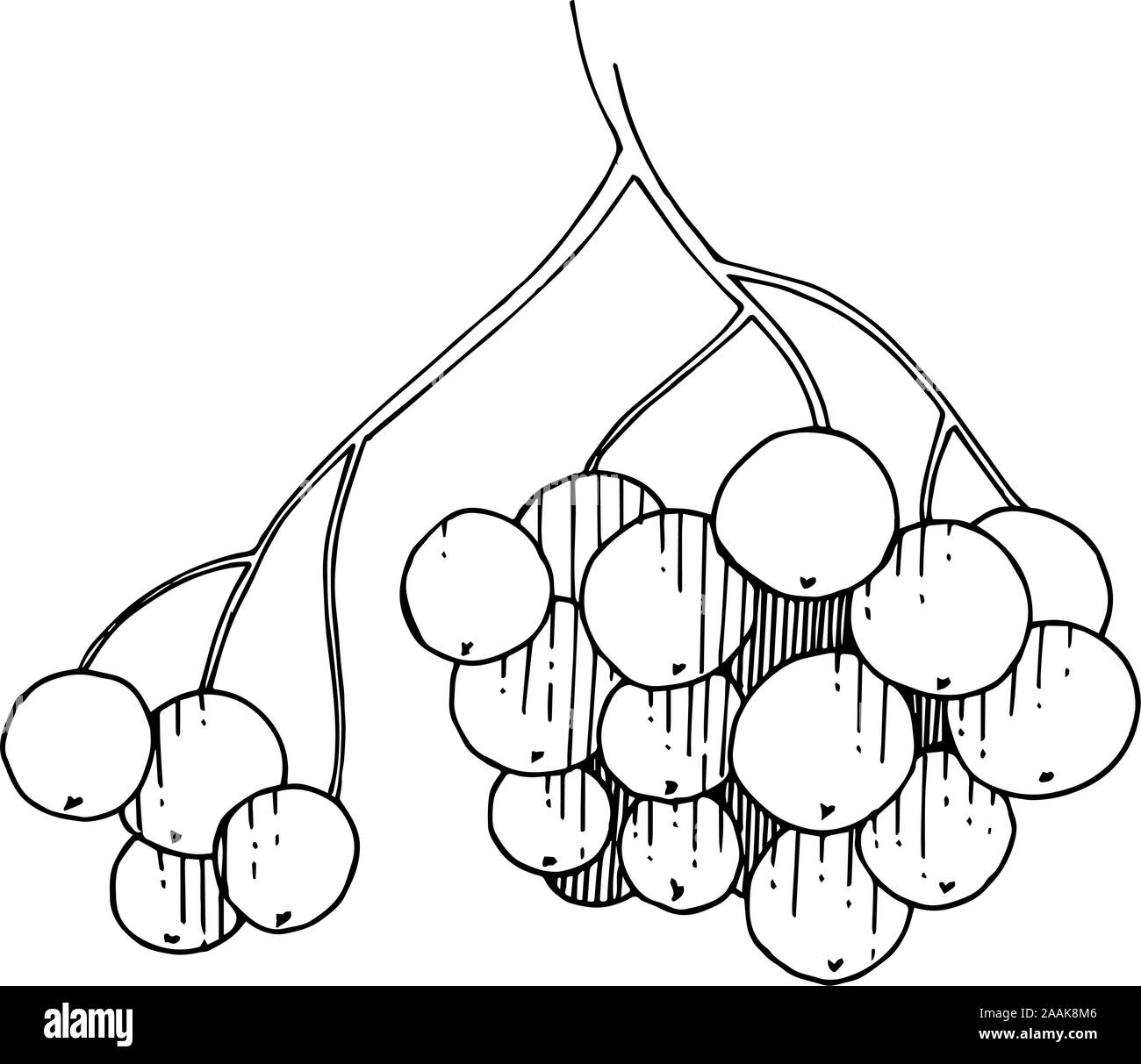 Vector Sorbus succursale con berry. Bianco e nero inchiostro inciso art. Isolato rowan illustrazione elemento. Illustrazione Vettoriale