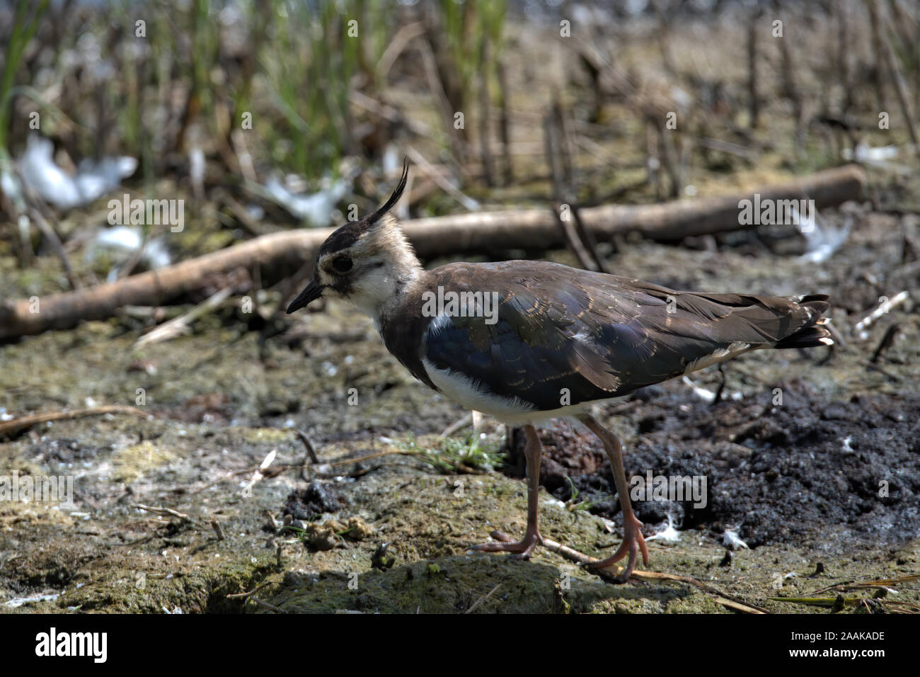 Pavoncella noto anche come Peewit. Foto Stock