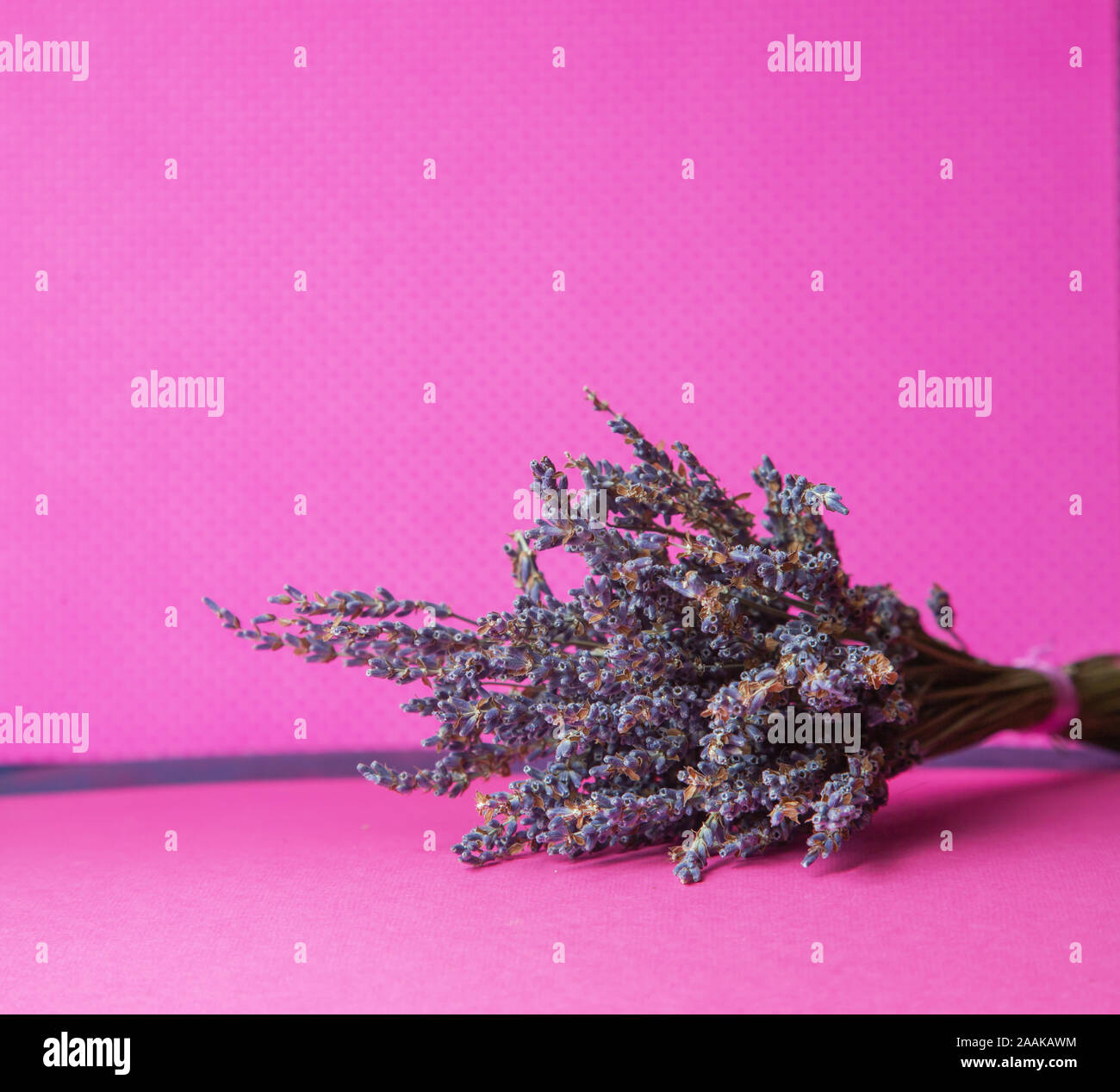 Foto di un mazzo di fiori secchi di lavanda blu su sfondo rosa vista frontale. Foto Stock