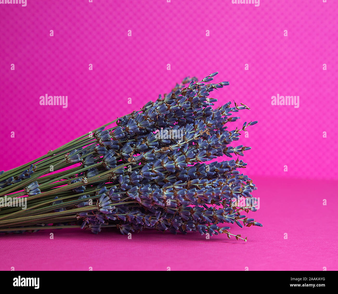 Foto di un mazzo di fiori secchi di lavanda blu su sfondo rosa vista frontale. Foto Stock