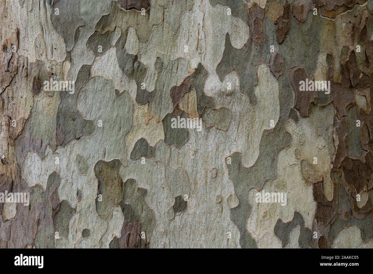 Un albero con un look camouflage Foto Stock