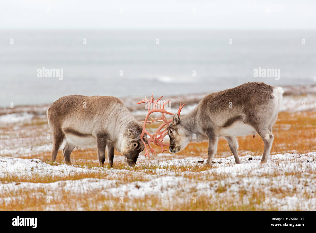 Due renna delle Svalbard (Rangifer tarandus platyrhynchus) maschi / tori da combattimento corna di bloccaggio sulla tundra in autunno / caduta, Svalbard, Norvegia Foto Stock