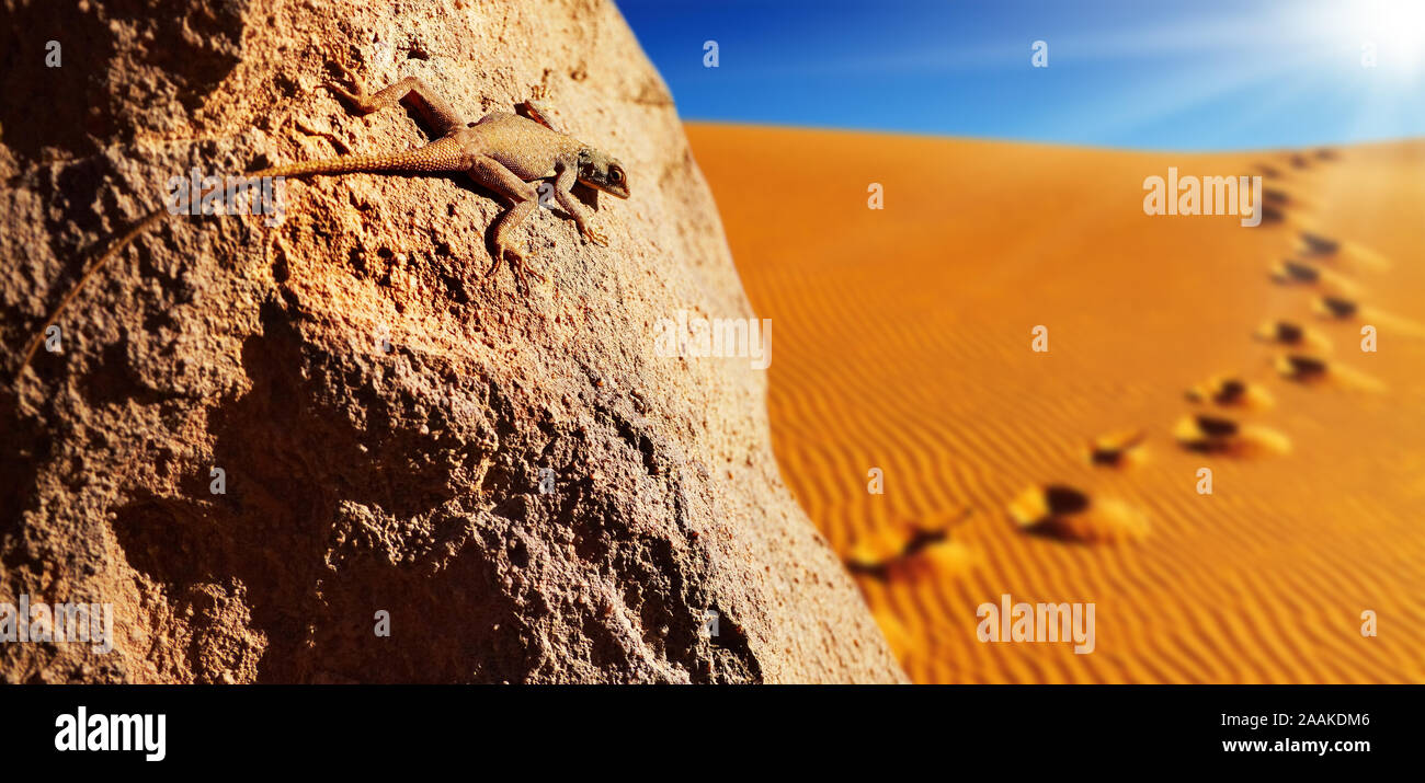 Deserto lizard sulla roccia contro la duna di sabbia nel deserto del Sahara Foto Stock