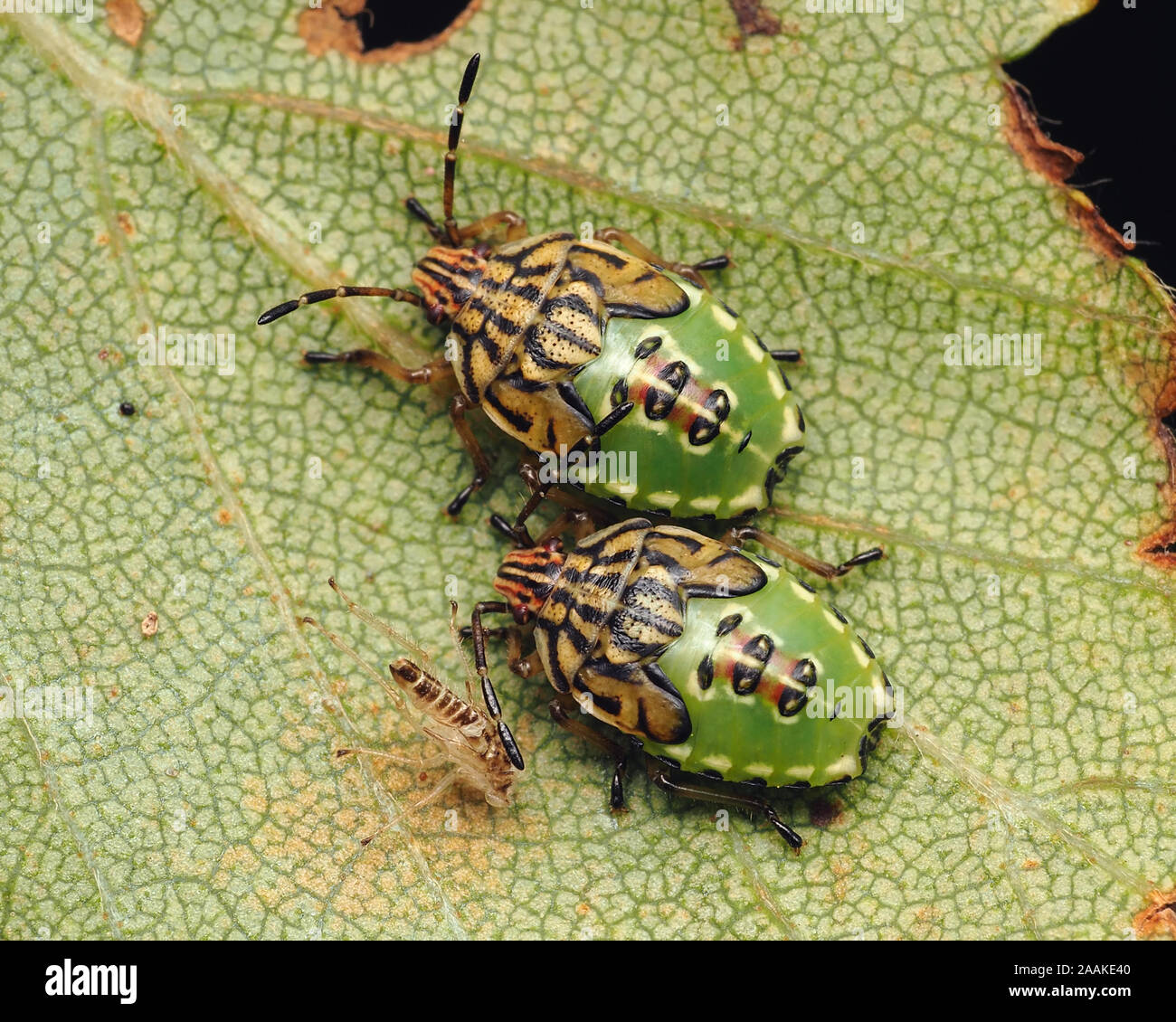 Coppia di genitore Bug instar finale ninfe (Elasmucha grisea) poggiante su foglie di betulla. Tipperary, Irlanda Foto Stock