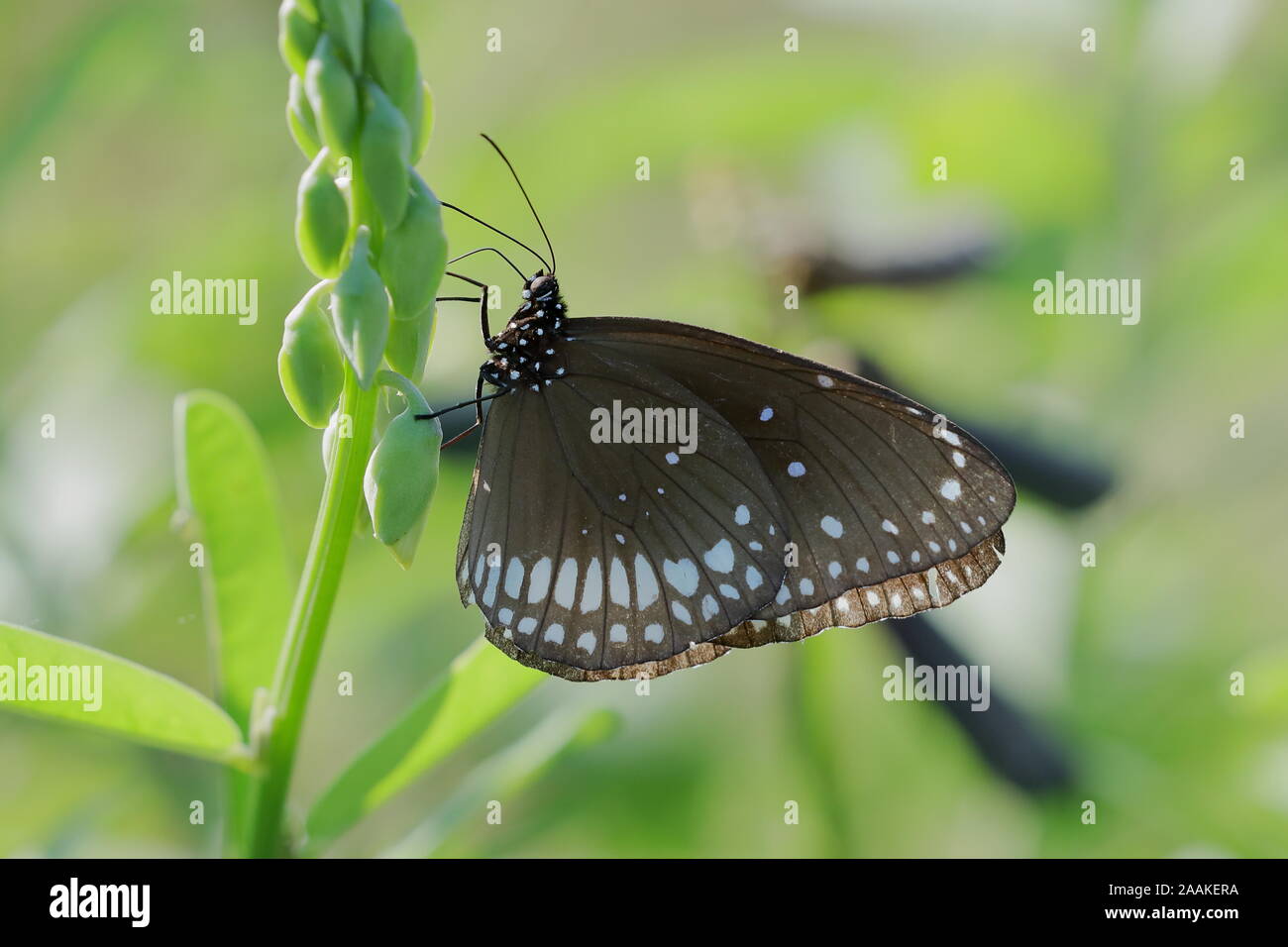 Euploea core, il corvo comune, è un comune butterfly trovati in Asia del Sud in Australia. Foto Stock