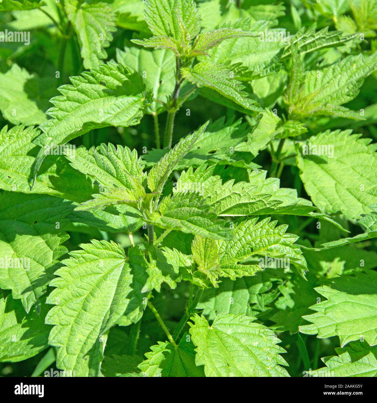 Foglie di ortica, urtica Foto Stock