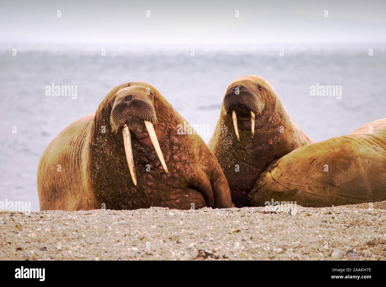 Tricheco (Odobenus rosmarus) off una spiaggia nel nord Svalbard, una volta oggetto di atti di caccia di estinzione vicina adesso stanno recuperando, solo per essere influenzata dal clima ch Foto Stock