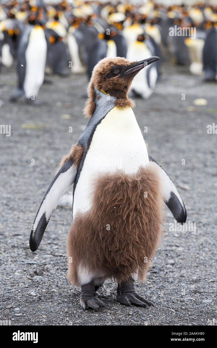 Un giovane re Penguin moulting dal suo bambino giù per adulto piume al porto di oro, Georgia del Sud, Oceano Meridionale. Foto Stock